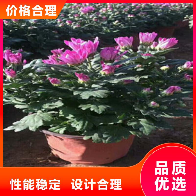 水生植物/荷花睡莲-视频-福建省龙岩市绿九州水生植物/荷花睡莲可服务区域新罗|连城|宁德|南平|莆田|三明|厦门等