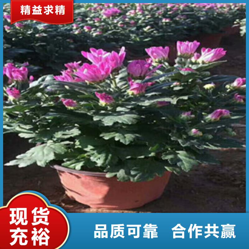 花海景观五一国庆草花批发畅销本地