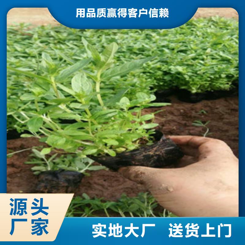 花海景观宿根花卉基地品质之选