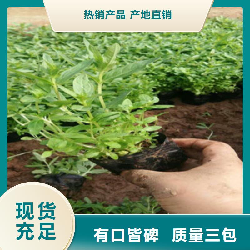 花海景观水生植物/荷花睡莲厂家直销省心省钱