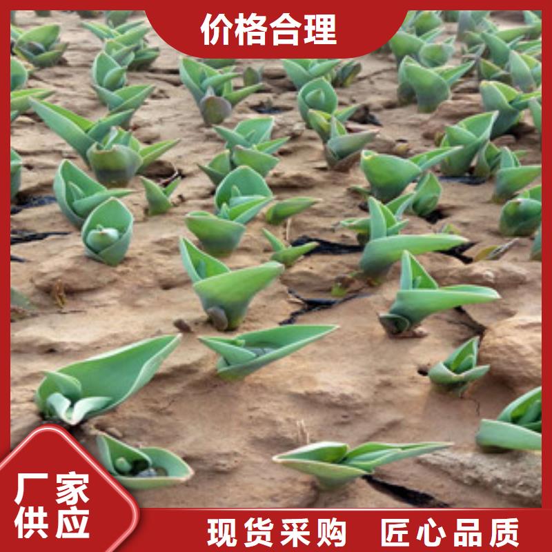 【花海景观耐寒耐旱草花基地自主研发】