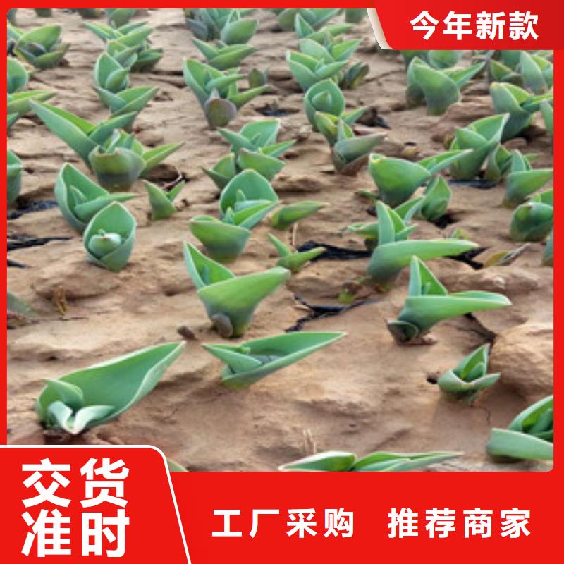 花海景观_宿根花卉基地现货销售