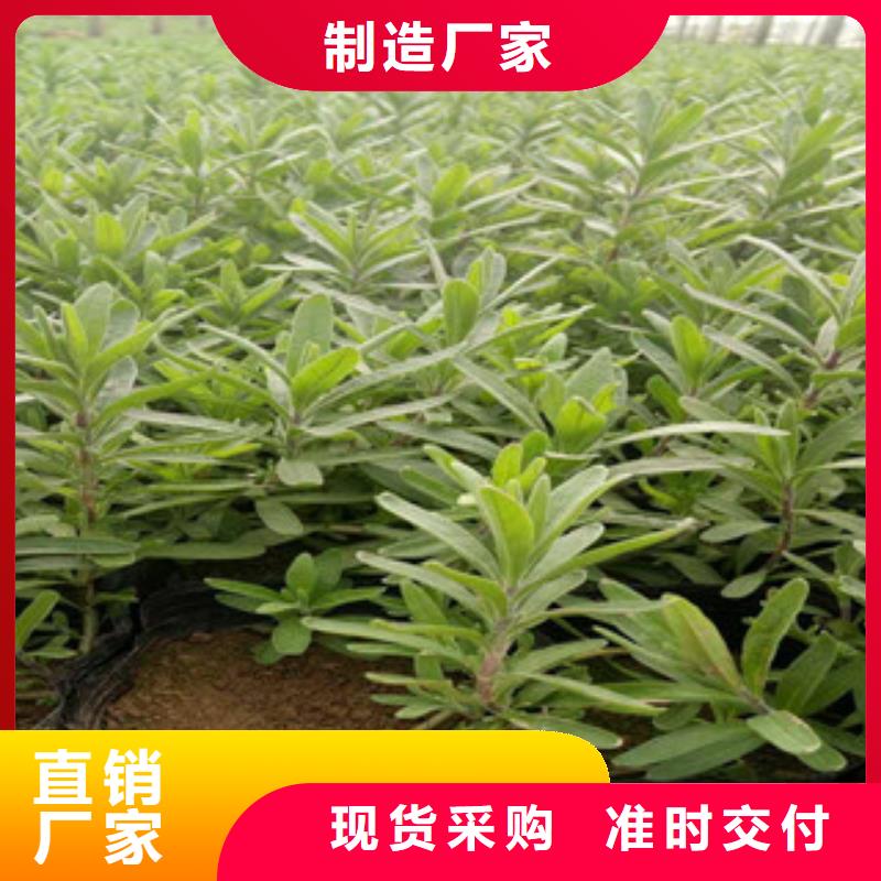 花海景观,柳叶马鞭草/薰衣草商家