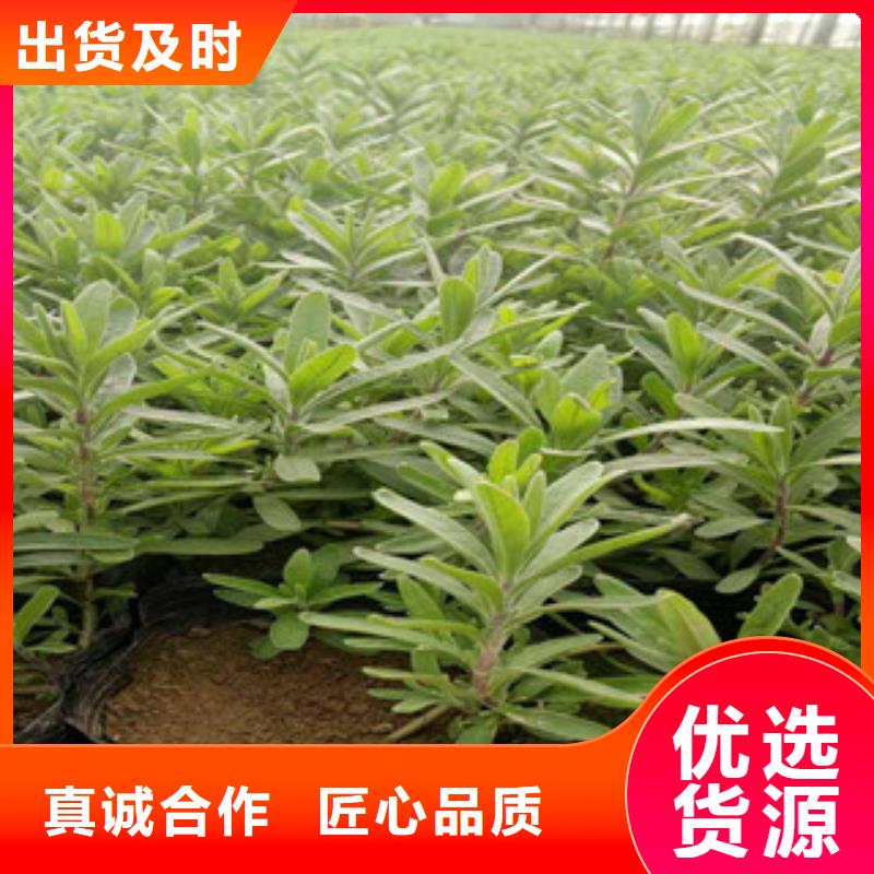 水生植物/荷花睡莲-视频-水生植物/荷花睡莲|宿迁市|沭阳|宿城|无锡|南通|苏州|镇江|淮安|盐城|徐州
