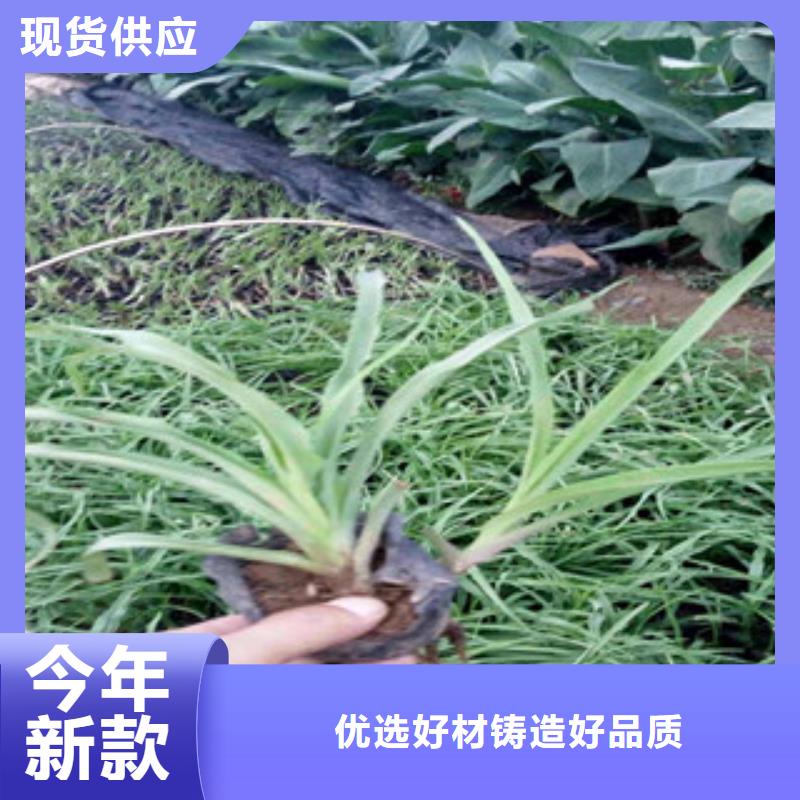 花海景观-耐寒耐旱草花基地品类齐全