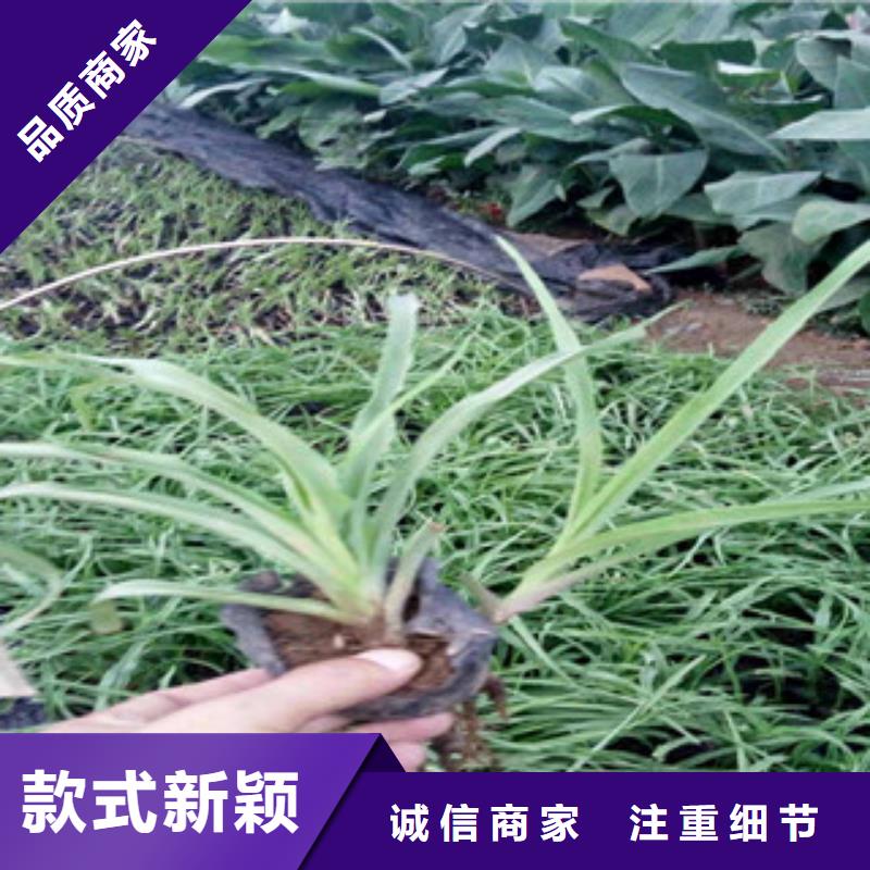 花海景观水生植物/荷花睡莲厂家直销省心省钱