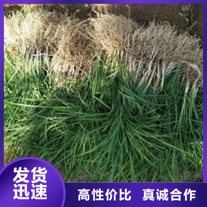 花海景观-宿根花卉基地生产加工