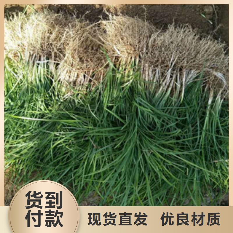 花海景观水生植物/荷花睡莲可接急单