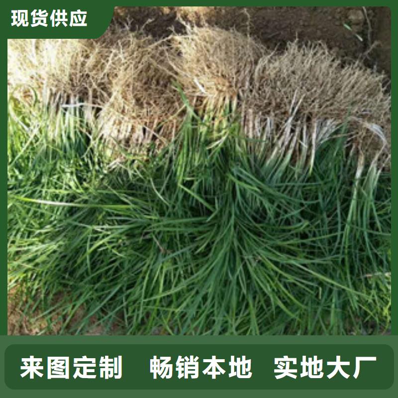 花海景观_时令花卉/绿化草花价格经验丰富质量放心