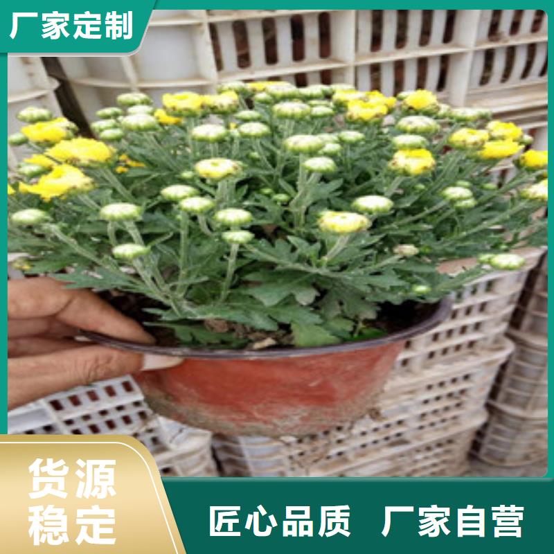 花海景观柳叶马鞭草/薰衣草层层质检