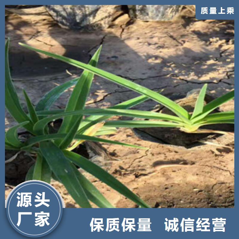 花海景观水生植物/荷花睡莲可接急单