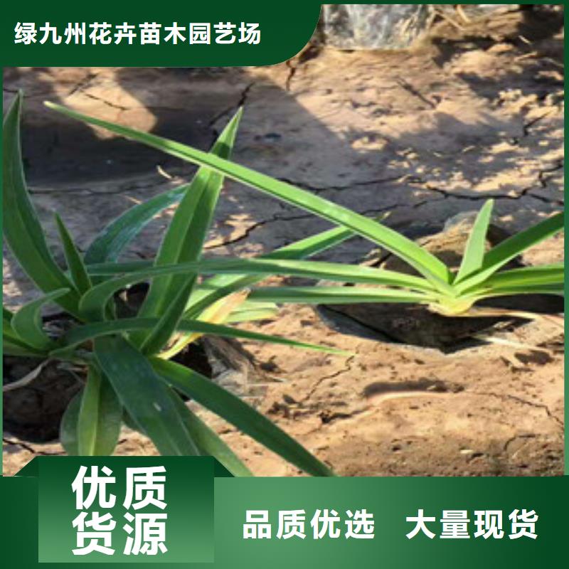花海景观宿根花卉基地品质之选