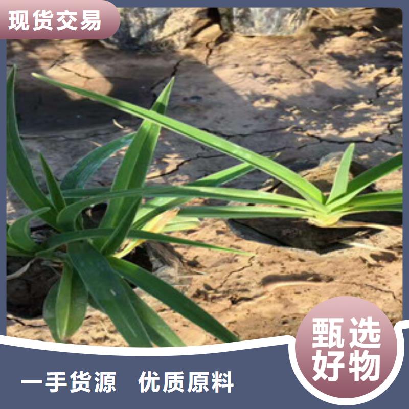 花海景观水生植物/荷花睡莲源头厂家供应