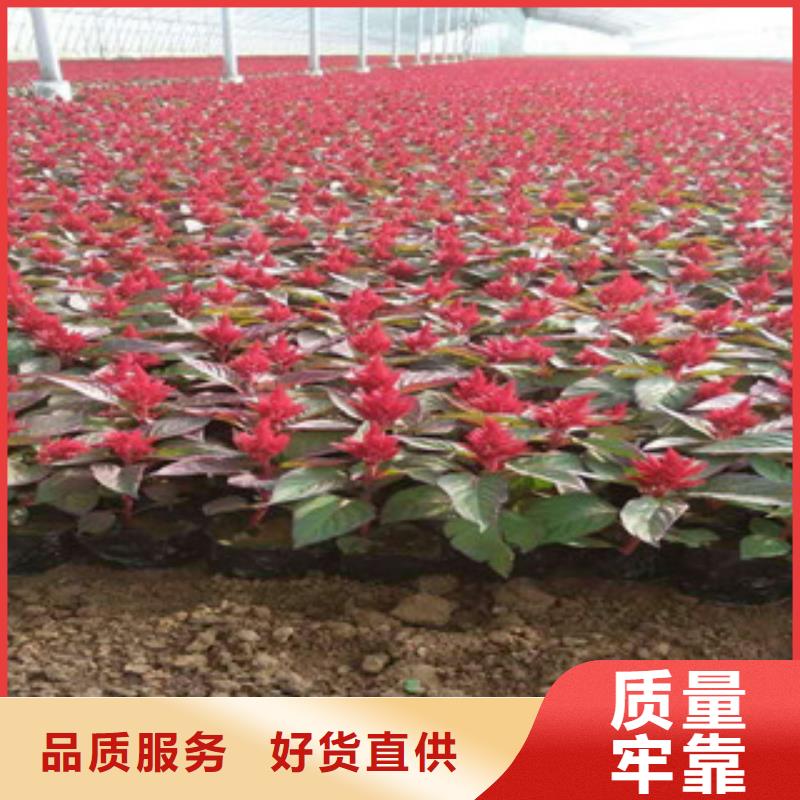 【花海景观,宿根花卉基地精选好货】