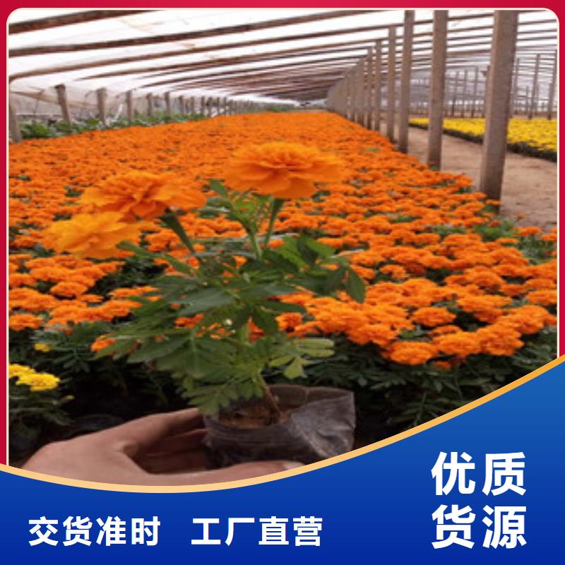 花海景观宿根花卉基地厂家