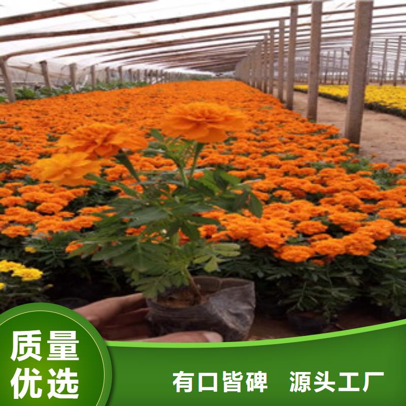 花海景观水生植物/荷花睡莲源头厂家供应