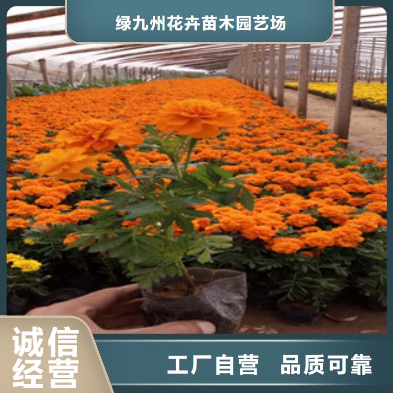 水生植物/荷花睡莲-视频-水生植物/荷花睡莲|宿迁市|沭阳|宿城|无锡|南通|苏州|镇江|淮安|盐城|徐州