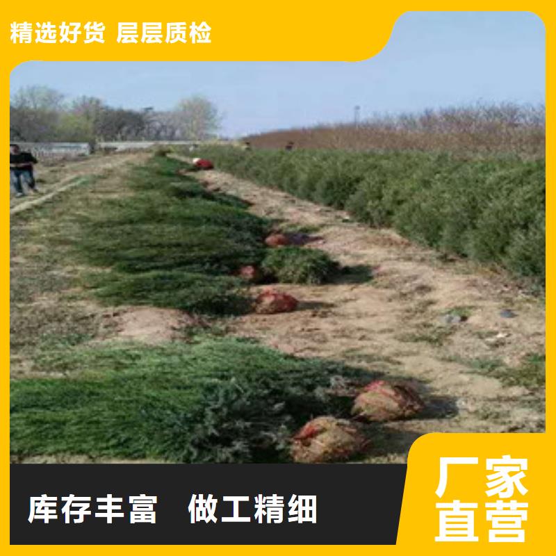 水生植物/荷花睡莲-视频-水生植物/荷花睡莲|宿迁市|沭阳|宿城|无锡|南通|苏州|镇江|淮安|盐城|徐州