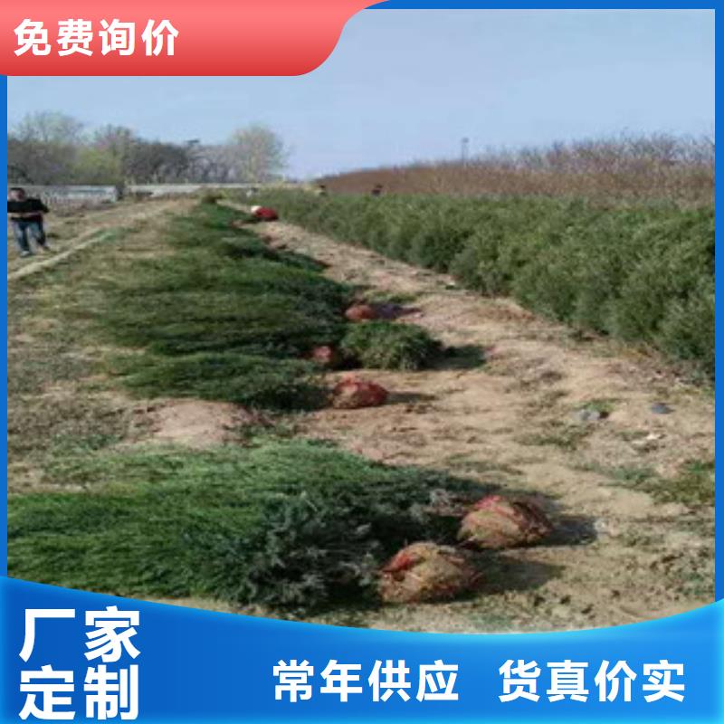水生植物/荷花睡莲-视频-福建省龙岩市绿九州水生植物/荷花睡莲可服务区域新罗|连城|宁德|南平|莆田|三明|厦门等