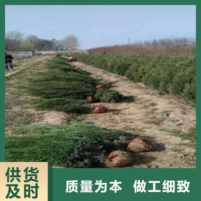 花海景观柳叶马鞭草/薰衣草层层质检