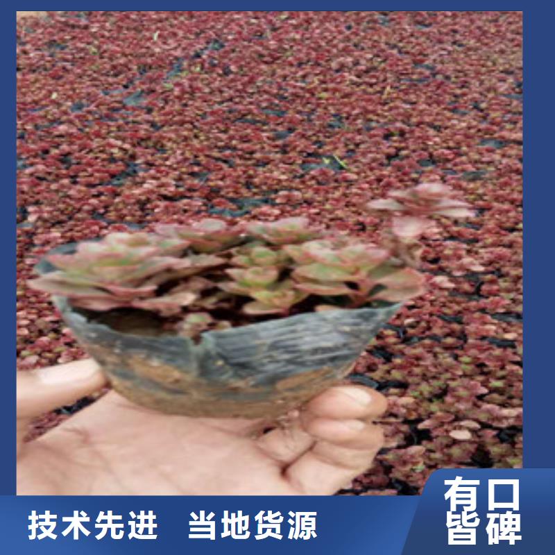 花海景观宿根花卉基地用心做好细节