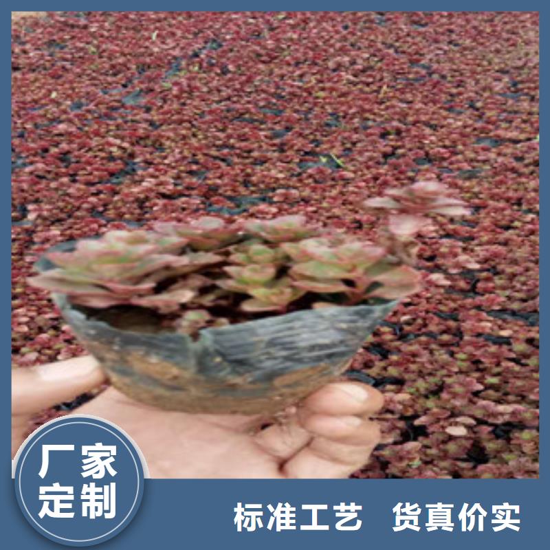 【花海景观】时令花卉/绿化草花价格快速生产