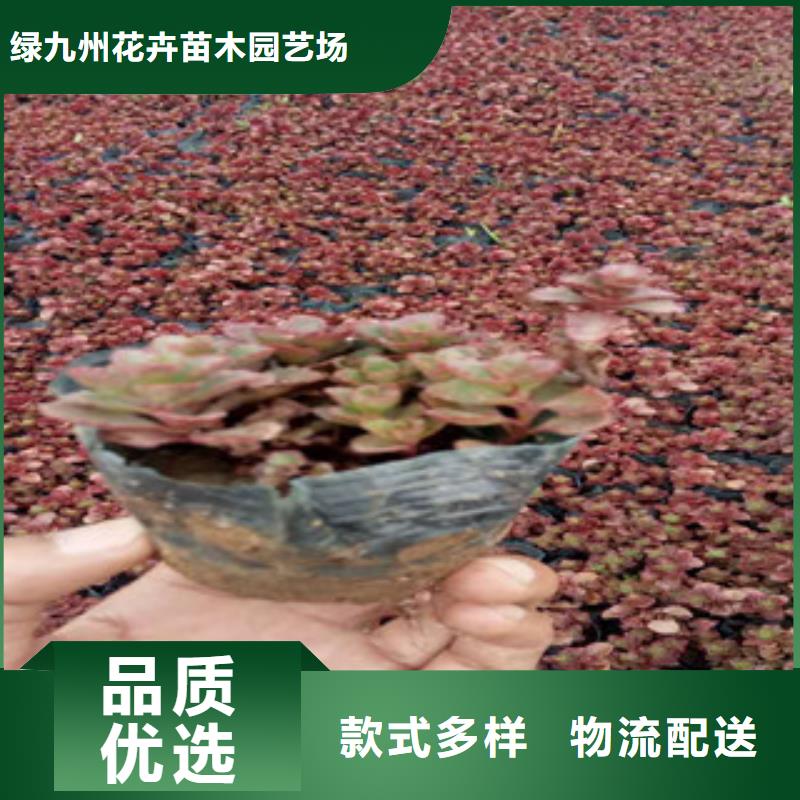 花海景观水生植物/荷花睡莲全新升级品质保障