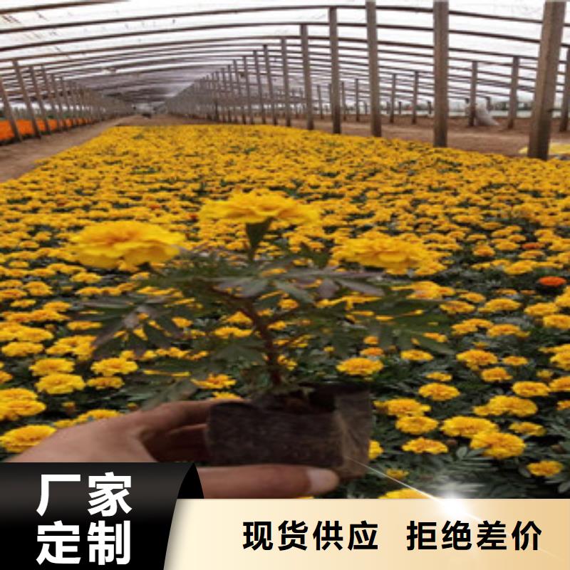 花海景观-花海景观工程一站式采购