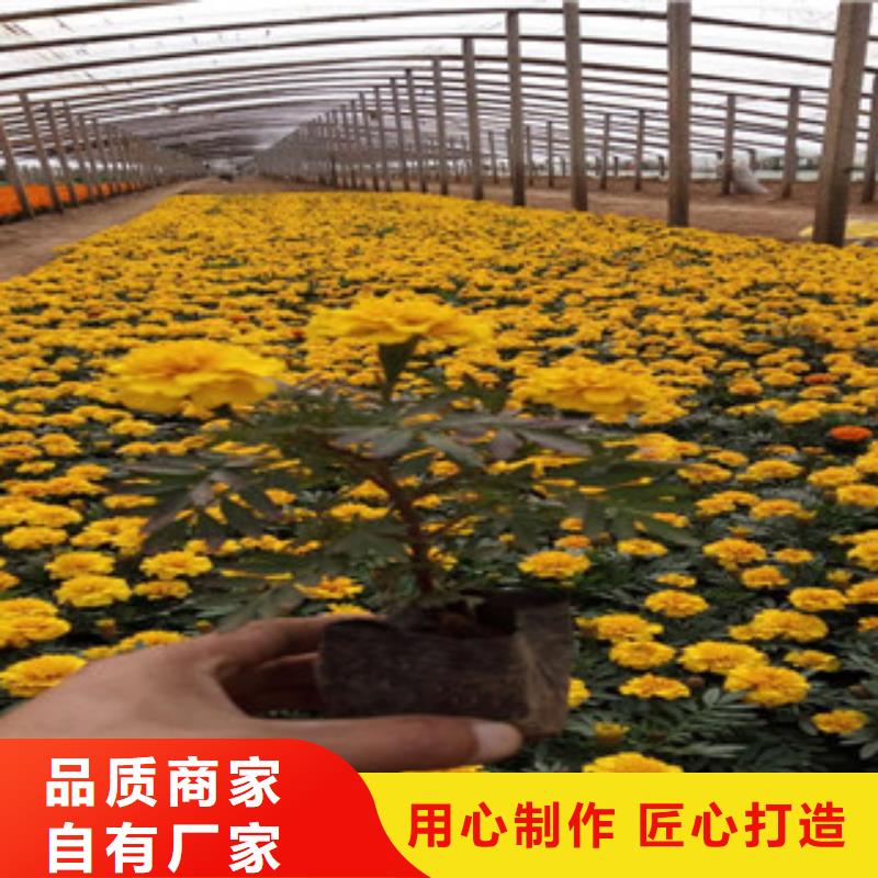 【花海景观,宿根花卉基地精选好货】