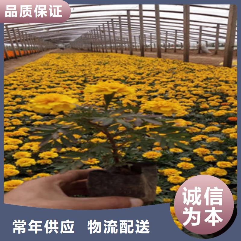 水生植物/荷花睡莲-视频-福建省龙岩市绿九州水生植物/荷花睡莲可服务区域新罗|连城|宁德|南平|莆田|三明|厦门等