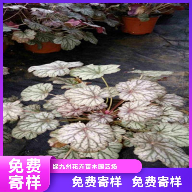 花海景观花海景观工程厂家直销供货稳定