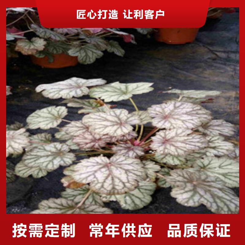 花海景观水生植物/荷花睡莲可接急单