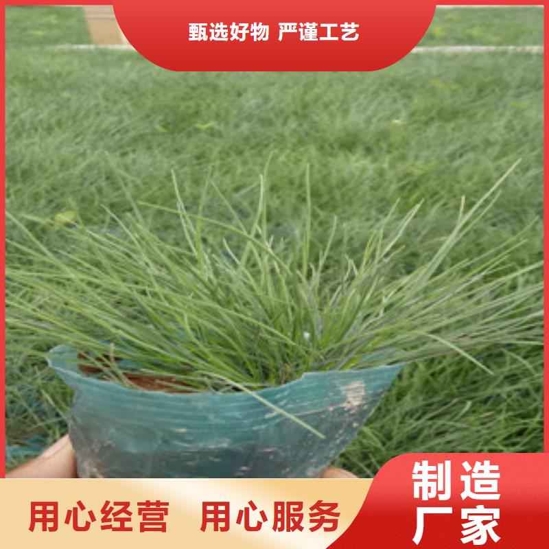 花海景观_时令花卉/绿化草花价格经验丰富质量放心