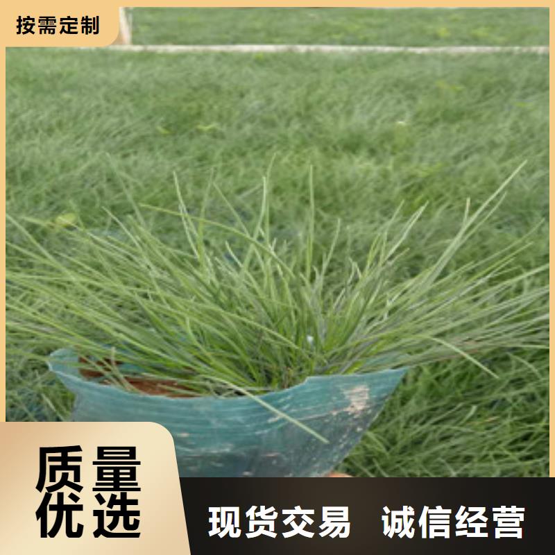 花海景观宿根花卉基地品质之选