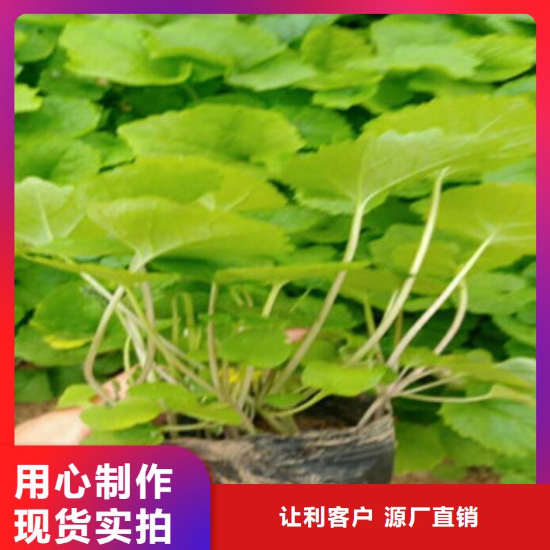 花海景观柳叶马鞭草/薰衣草层层质检