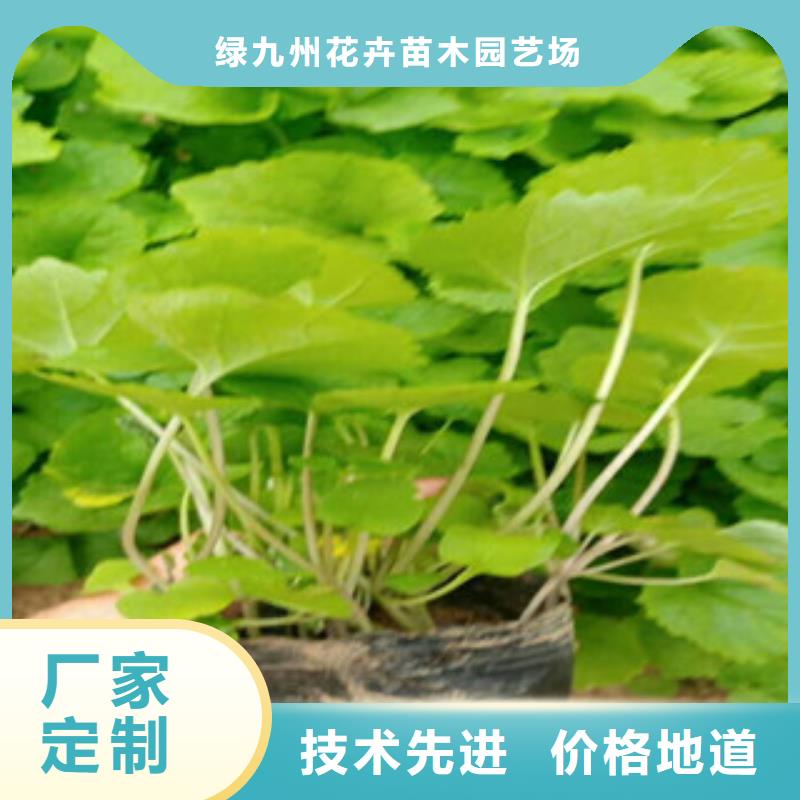 水生植物/荷花睡莲-视频-水生植物/荷花睡莲|宿迁市|沭阳|宿城|无锡|南通|苏州|镇江|淮安|盐城|徐州