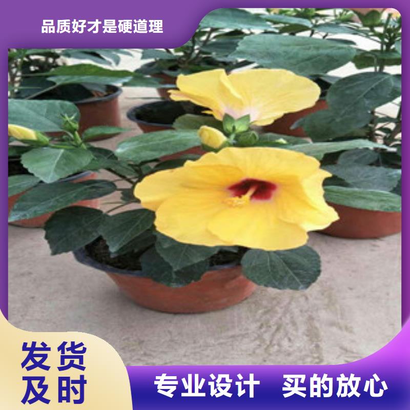 花海景观宿根花卉基地厂家