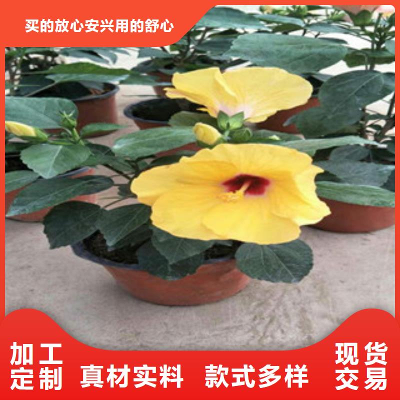 【花海景观】时令花卉/绿化草花价格快速生产