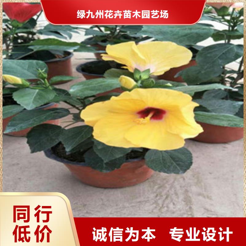 水生植物/荷花睡莲-视频-福建省龙岩市绿九州水生植物/荷花睡莲可服务区域新罗|连城|宁德|南平|莆田|三明|厦门等