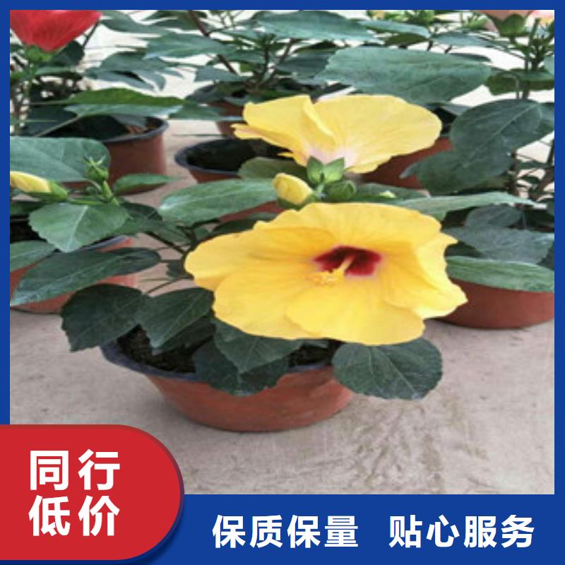 花海景观宿根花卉基地源厂定制