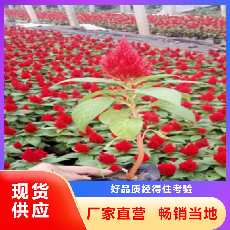 花海景观宿根花卉基地用心做好每一件产品