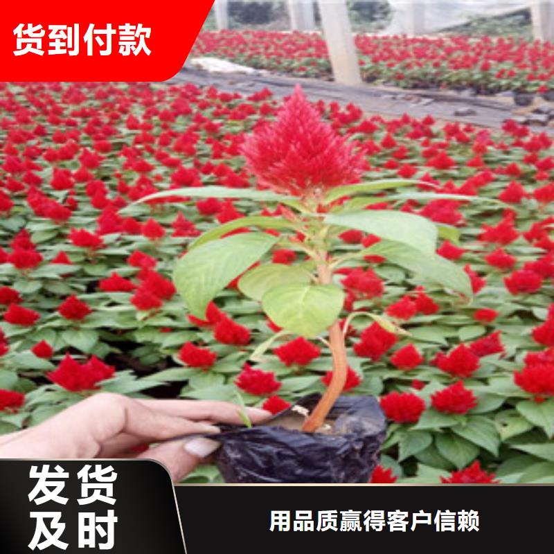 花海景观花海景观工程厂家直销供货稳定