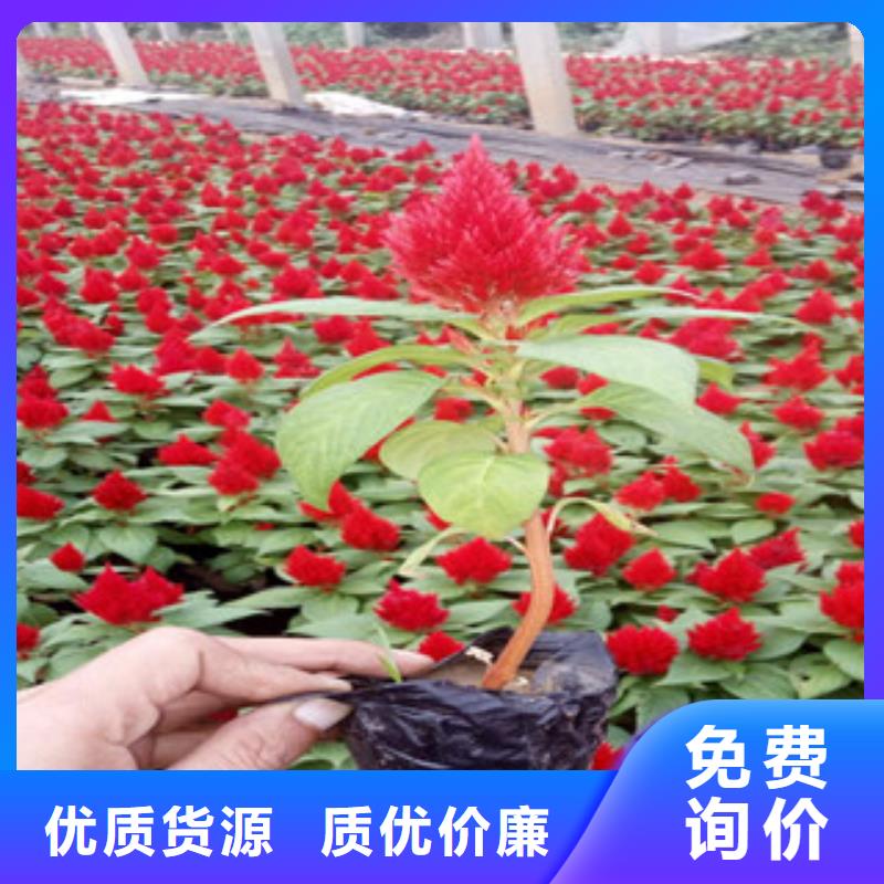 花海景观_宿根花卉基地现货销售