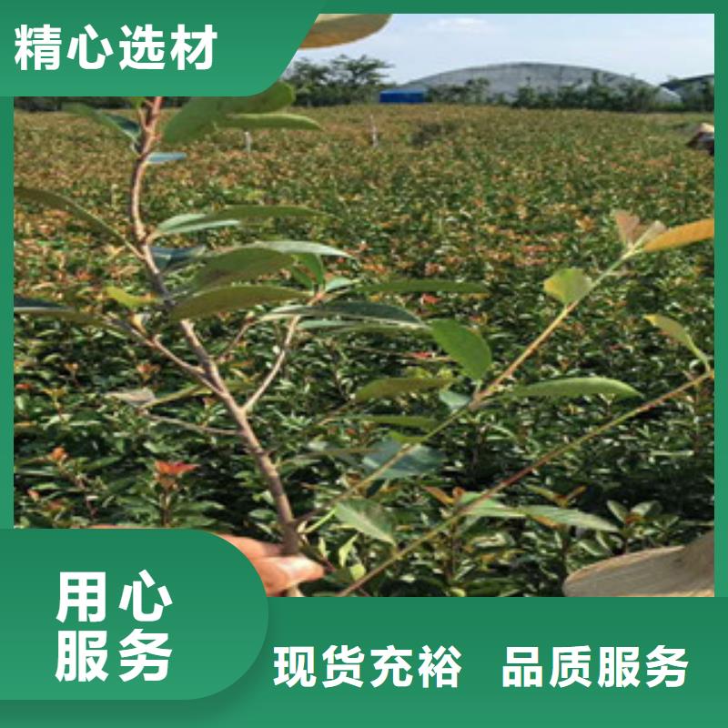 花海景观水生植物/荷花睡莲厂家直销省心省钱