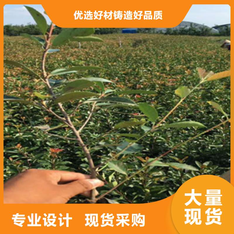 水生植物/荷花睡莲-视频-福建省龙岩市绿九州水生植物/荷花睡莲可服务区域新罗|连城|宁德|南平|莆田|三明|厦门等