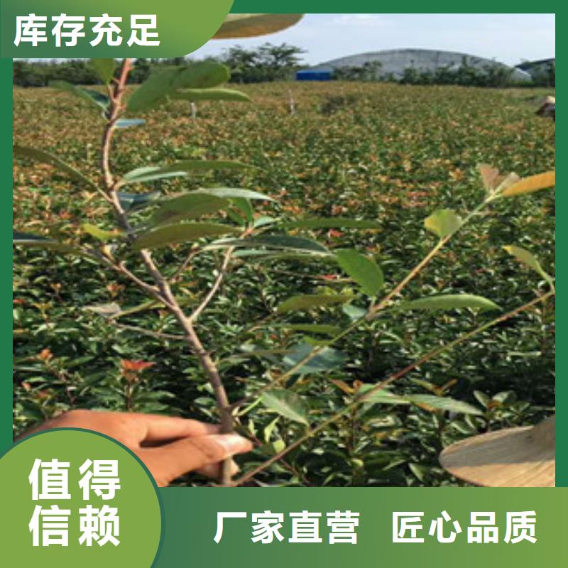 花海景观-花海景观工程一站式采购
