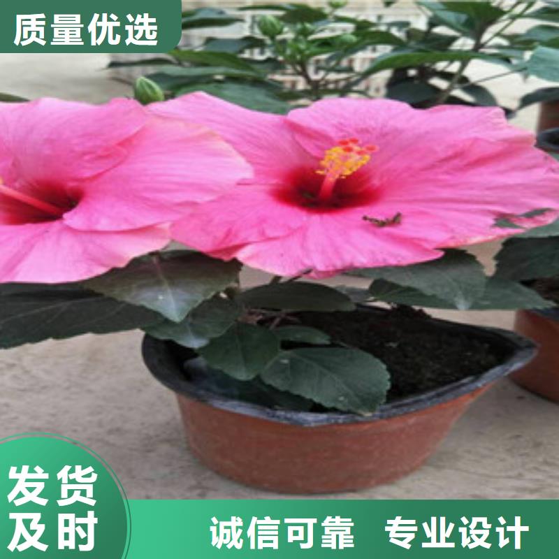 花海景观水生植物/荷花睡莲厂家直销省心省钱