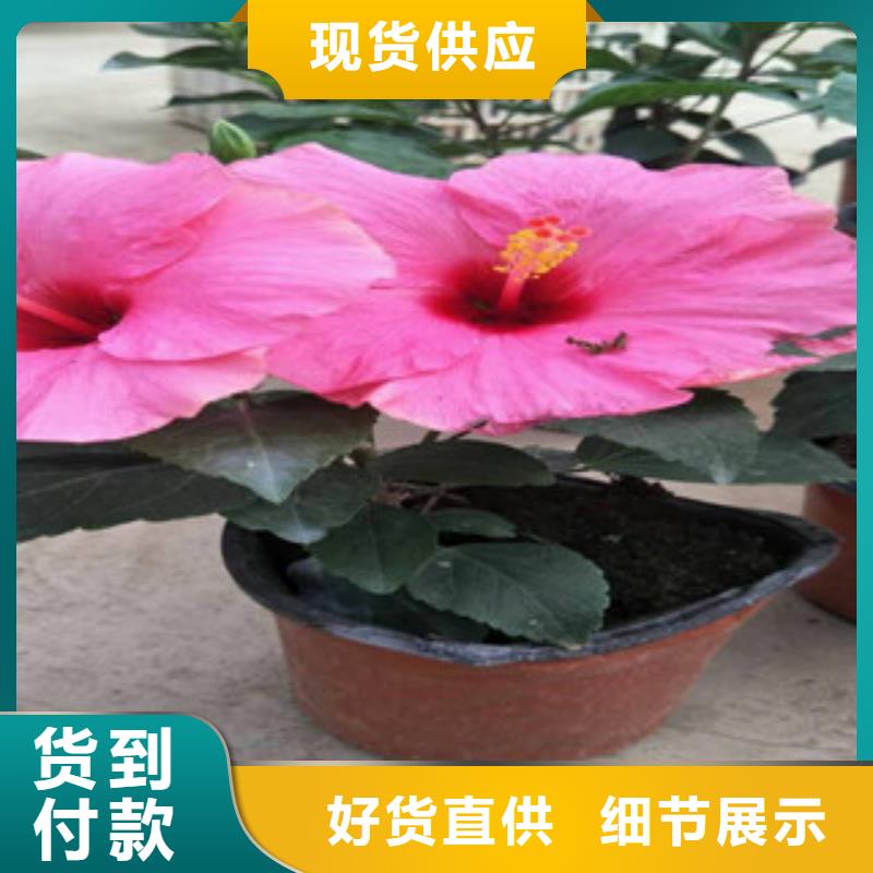 【花海景观耐寒耐旱草花基地自主研发】