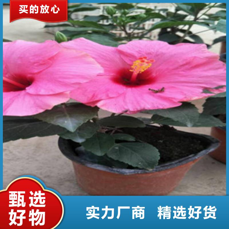 水生植物/荷花睡莲-视频-水生植物/荷花睡莲|宿迁市|沭阳|宿城|无锡|南通|苏州|镇江|淮安|盐城|徐州