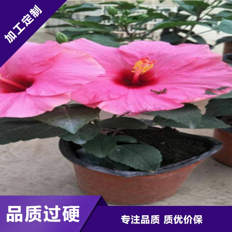 花海景观-花海景观工程一站式采购